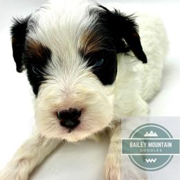 Red Boy - Tri-color male Cavapoo puppy in Travelers Rest, South Carolina from Bailey Mountain Doodles