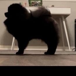 London - Pomeranian