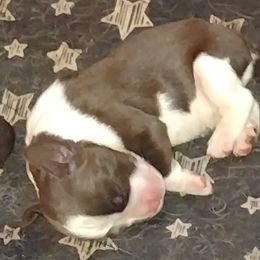 English Springer Spaniel Puppies from Shermade Springers