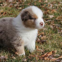 Australian Shepherd Puppies from Big Sky Aussies