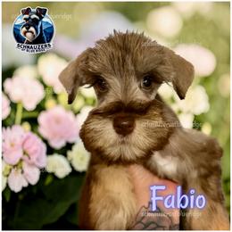 Fabio - Liver male Miniature Schnauzer puppy in Spruce Pine, North Carolina from Schnauzers of Blue Ridge
