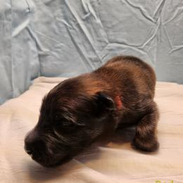 Red - Mahogany and black male Belgian Tervuren puppy in Merrill, Michigan from Reves Vifs Belgian Shepherds