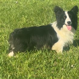 Snooki - American Corgi