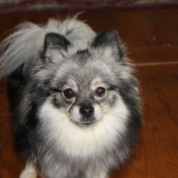 Chandra - Pomeranian