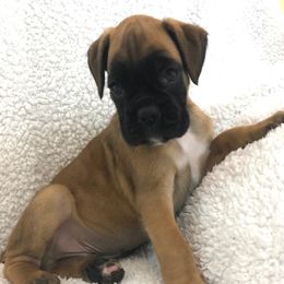 Boxers from Cimarron European Boxers