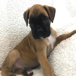 Boxers from Cimarron European Boxers