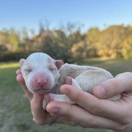Navy collar - Gold male Border Collie puppy in Graceville, Florida from Fire N Arrows Border Collies