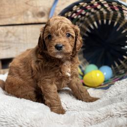 River - Red male Cavapoo puppy in Orrstown, Pennsylvania from Pawfect Fur Friends