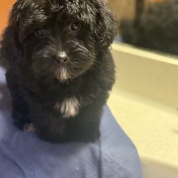 Bronx - Black male Yorkipoo puppy in Independence, Kentucky from 4paws4ever by Design