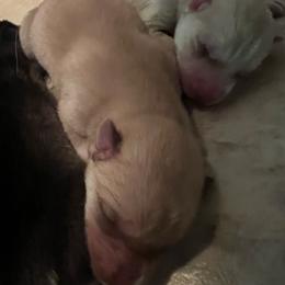 Alma - Red and white female Siberian Husky puppy in Bangs, Texas from Final Siberians