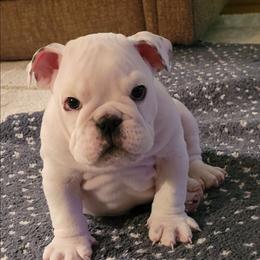 Joseph - White male Bulldog puppy in Missoula, Montana from Dazzle's Bulldogs