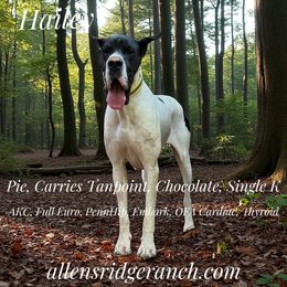 Hailey - Great Dane