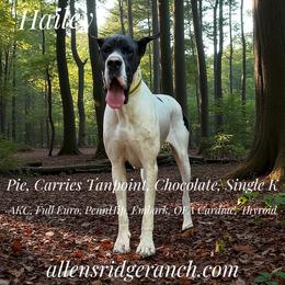 Hailey - Great Dane