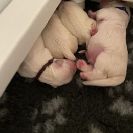 Golden Retriever Puppies from Suncoast Goldens