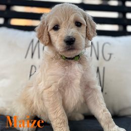 Maize - Cream female Goldendoodle puppy in Greenville, North Carolina from ENC Goldendoodles