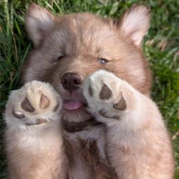 Kat - Red and white female Siberian Husky puppy in Coshocton, Ohio from Wyant Farms