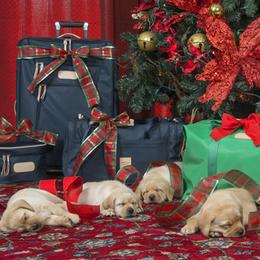 Labrador Retriever Puppies from Barton Creek Labradors