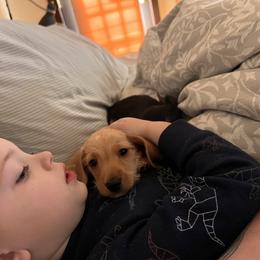 Dachshund All Grown Up from Lanier’s Little Weenies