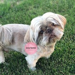 Chester - Shih Tzu