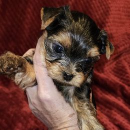 Yorkshire Terriers from C&H Sweet Baby Face Yorkies909