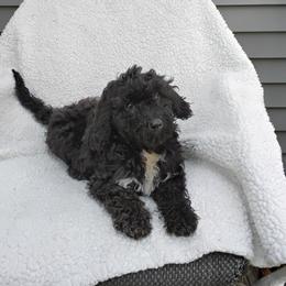 Asha - Black female Labradoodle puppy in Lowville, New York from Adirondack Labradoodles