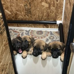 Belgian Malinois from Red Rocket Malinois
