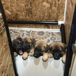 Belgian Malinois from Red Rocket Malinois