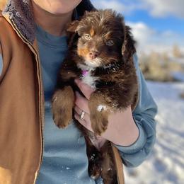 Barbie - Red tri-color female Assorted Doodle Crosses puppy in Randolph, Utah from Dry Canyon Pups