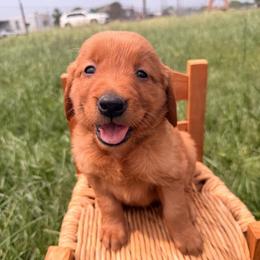 AKC gray collar girl - Dark golden female Golden Retriever puppy in Joshua, Texas from 3 Gun Retrievers