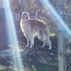 Borzoi and Greyhound Puppies from Kay Henderson
