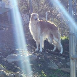 Borzoi and Greyhound Puppies from Kay Henderson