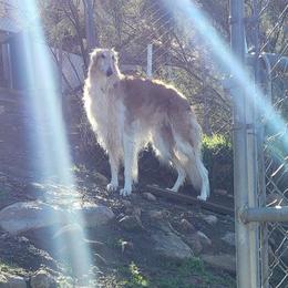 Borzoi and Greyhound Puppies from Kay Henderson