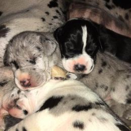 Great Dane Puppies from Ohana Danes