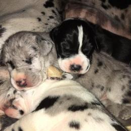 Great Dane Puppies from Ohana Danes