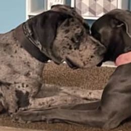 Great Danes from Mckenzie's Great Danes