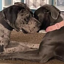 Great Danes from Mckenzie's Great Danes