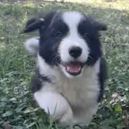 Chuck - Black and white male Border Collie puppy in Jonesboro, Arkansas from Hampton Border Collies