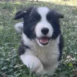 Chuck - Black and white male Border Collie puppy in Jonesboro, Arkansas from Hampton Border Collies