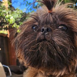 Peanut butter - Shih Tzu puppy in California from Lugo Shih Tzus