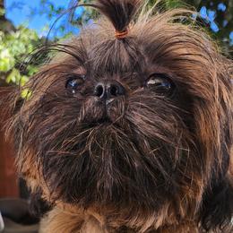 Peanut butter - Shih Tzu puppy in California from Lugo Shih Tzus
