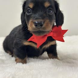 Orion Black tan Long hair - Black and tan male Dachshund puppy in Lakeland, Florida from Elite Doxies Florida