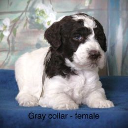 Goldendoodle Puppies from K9 Sidekicks, LLC