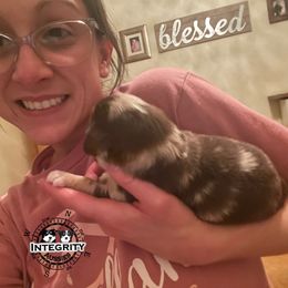 Australian Shepherd and Miniature Australian Shepherd Puppies from Integrity Aussies Tx