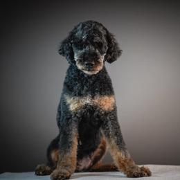 Maggie - Poodle