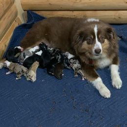 Australian Shepherd and Miniature American Shepherd Puppies from Country Creek Kennels