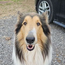 Collie Puppies from Lakeside Collies