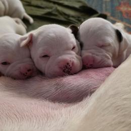 Girl pup - pick to be determined at age 7 weeks - White and brindle female American Bulldog puppy in Homer, Georgia from Valor American Bulldogs