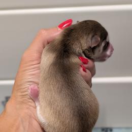 Bosco - Male - Chocolate male Pomsky puppy in Hurleyville, New York from My Crazy Pomskys