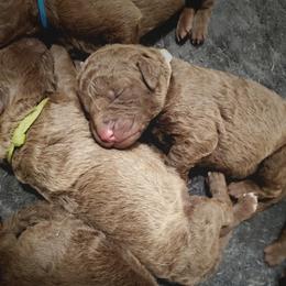 Chesapeake Bay Retriever Puppies from Shore Acres Chesapeakes