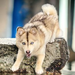 Indi Anna - Wolf sable female Pomsky puppy in Michigan from Blue Water Pomskies